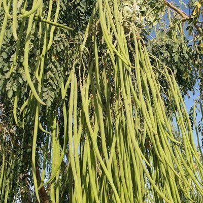 Harvest seeds and leaves