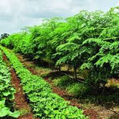 Cultivate drought-tolerant trees
